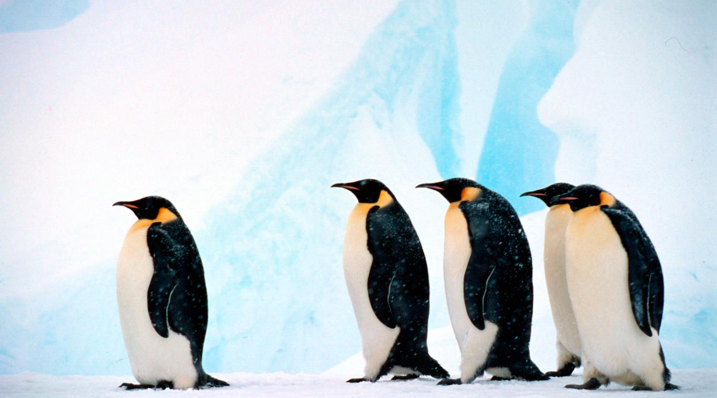 top-10-facts-about-emperor-penguins-wwf