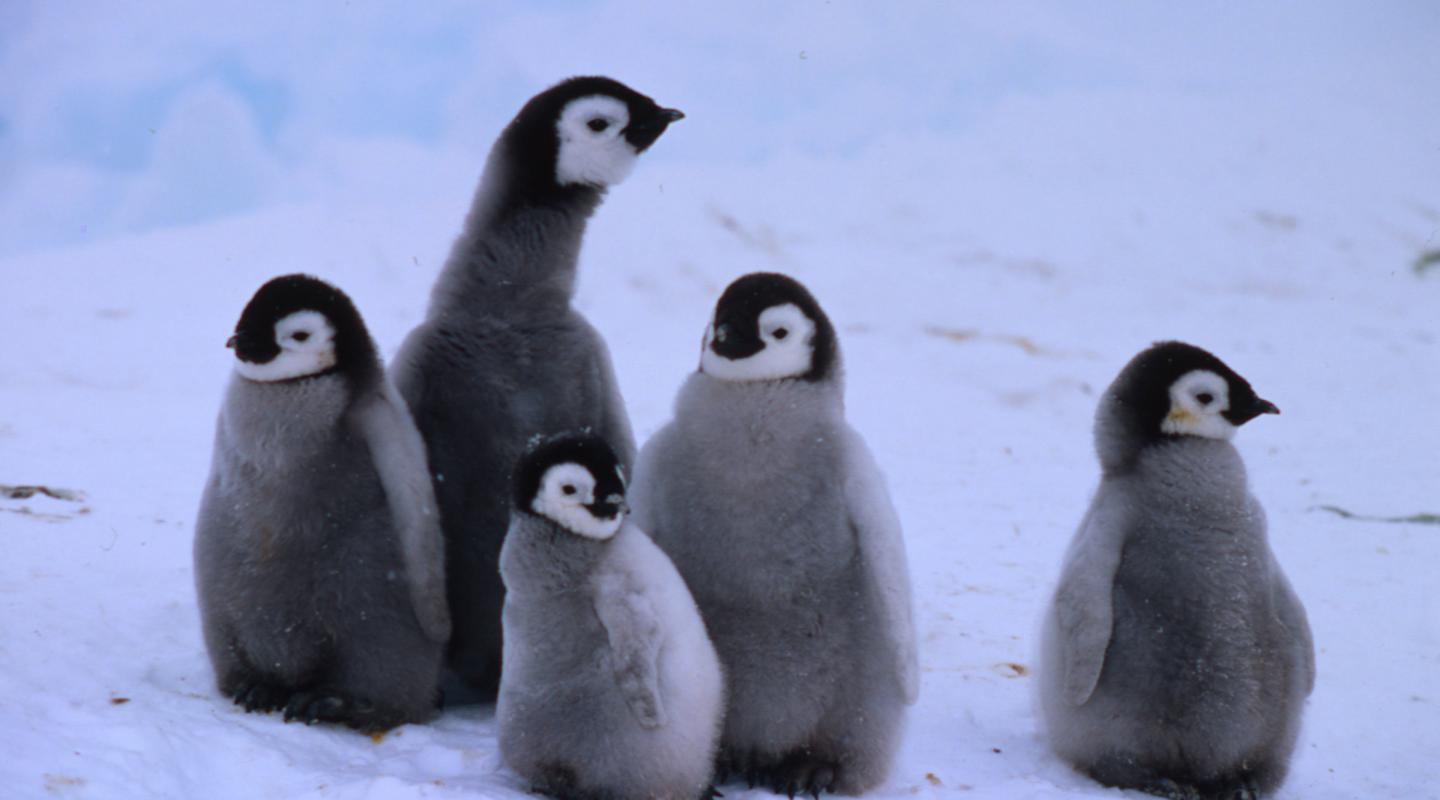 Top 10 facts about Emperor penguins | WWF