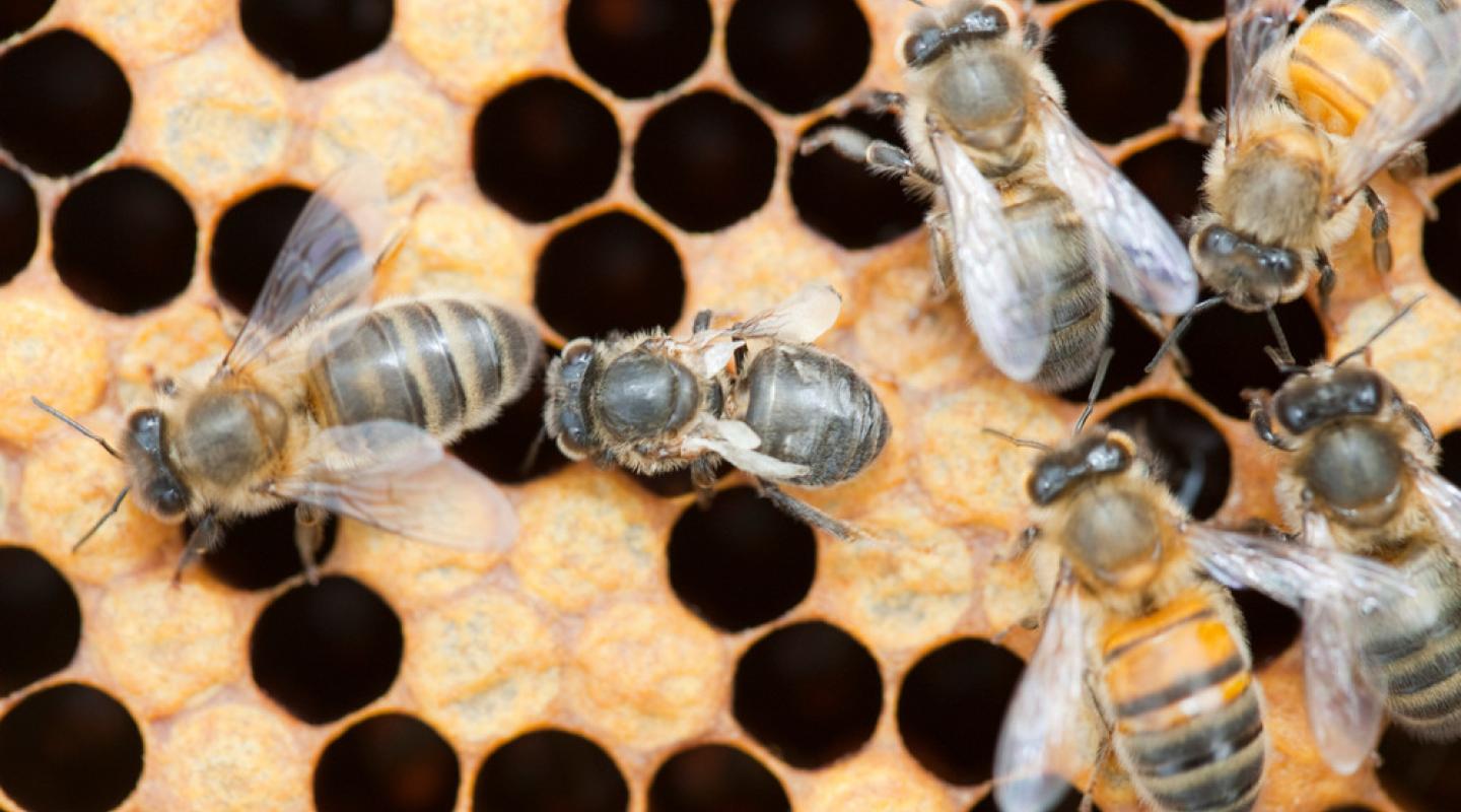 learn-these-top-10-facts-about-bees-wwf