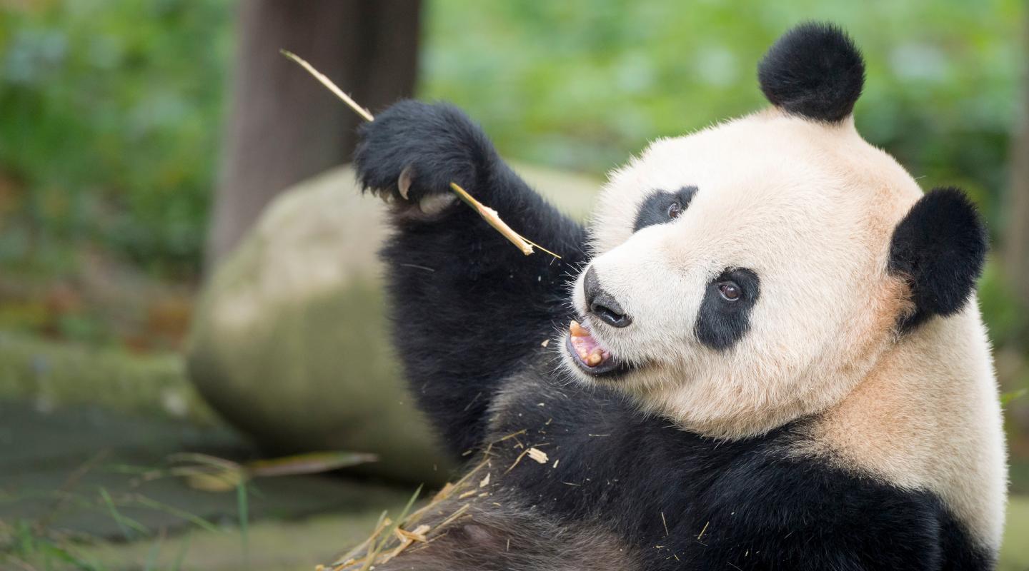 Top 10 facts about Pandas | WWF