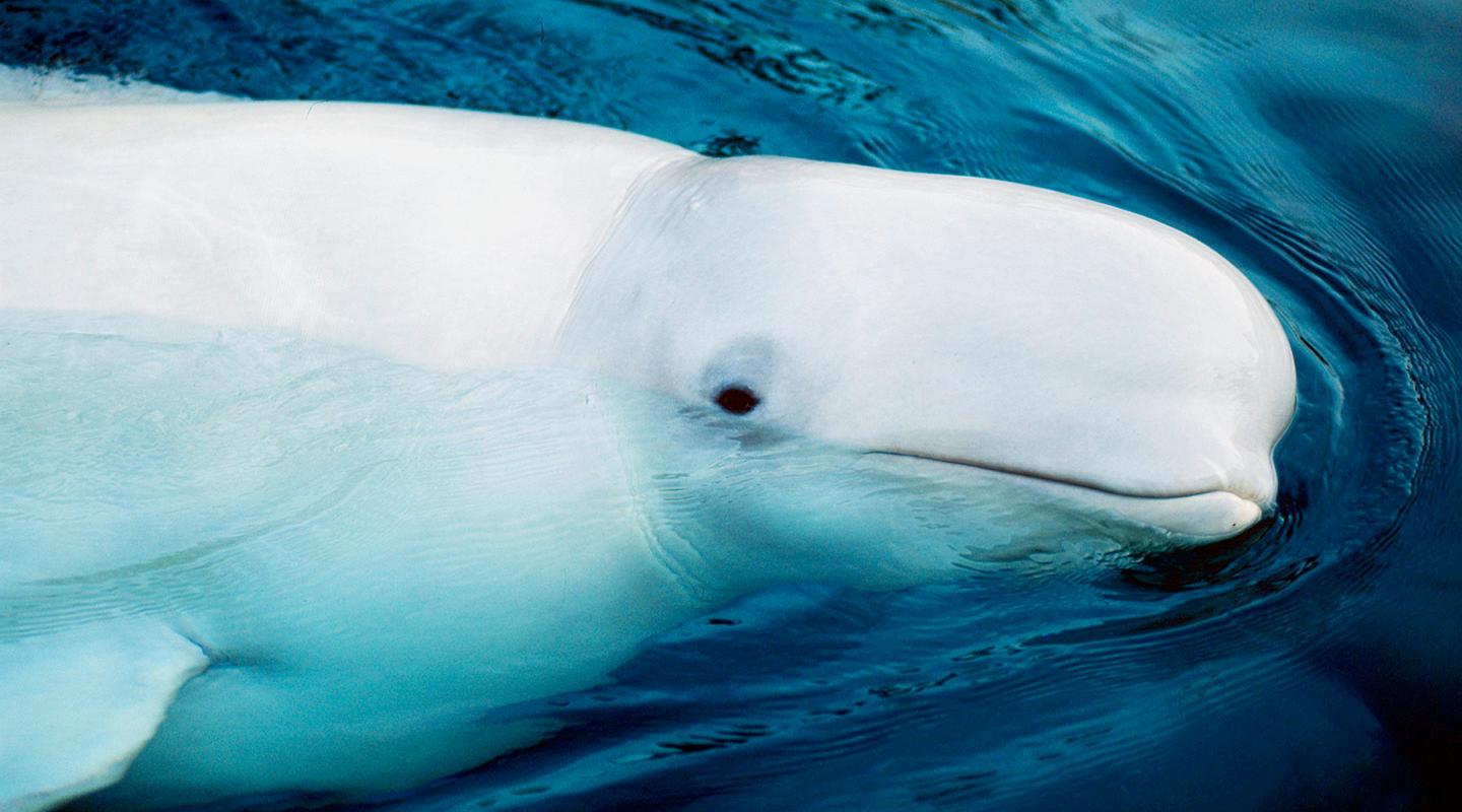 Белый Дельфин