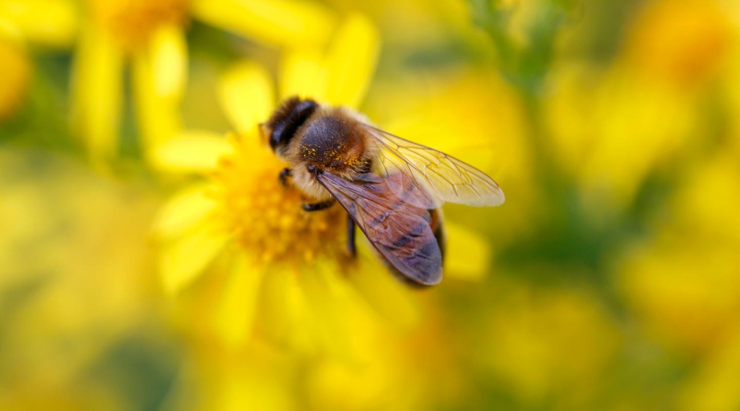 Learn these top 10 facts about bees | WWF