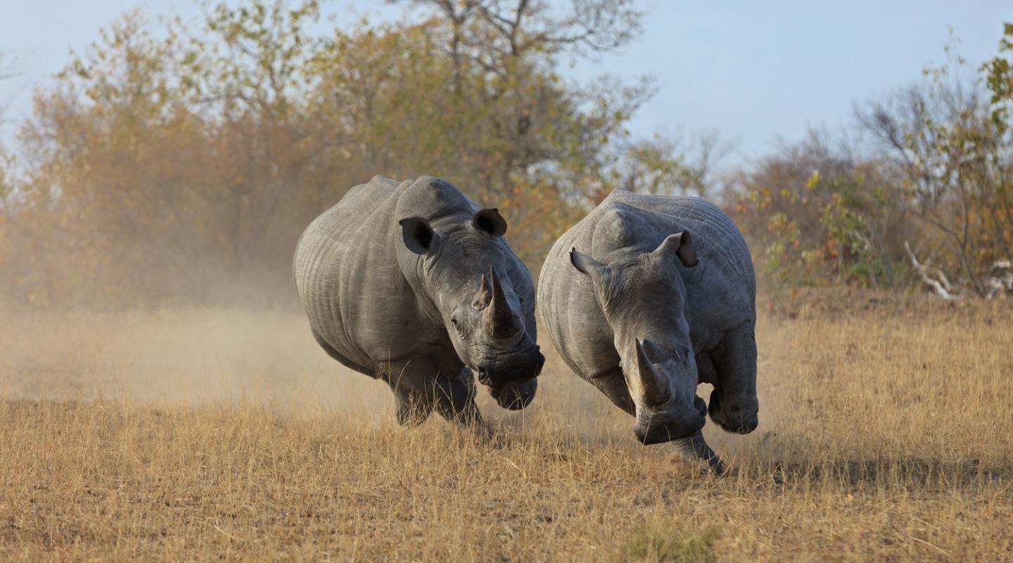 Here are our top 10 facts about rhinos | WWF