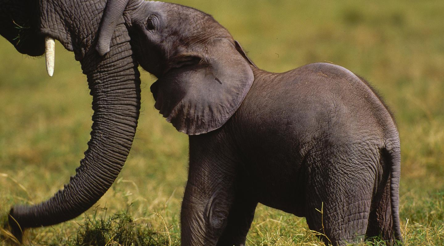 Elephants with baby