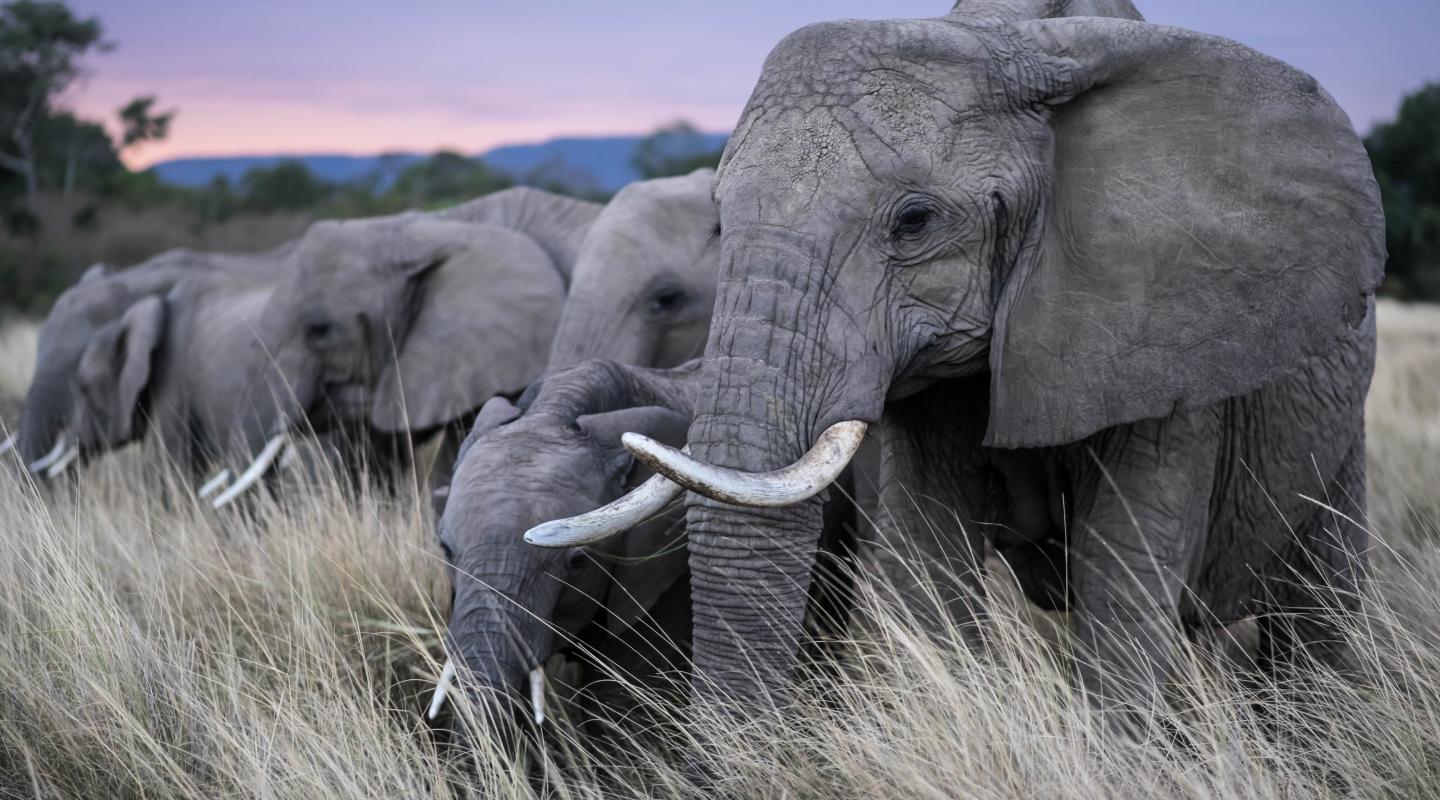 Our top 10 facts about elephants | WWF