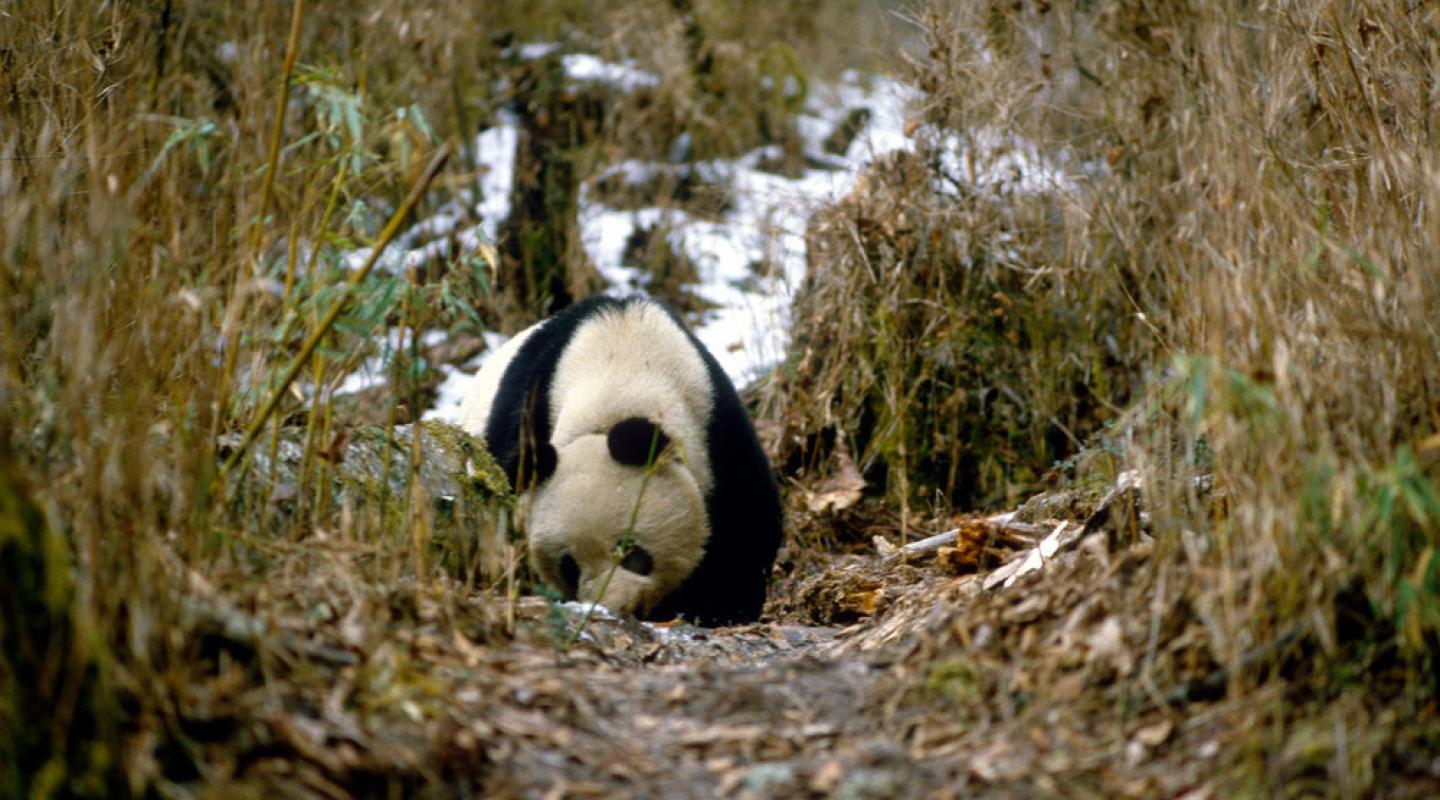 Top 10 Facts About Pandas | WWF