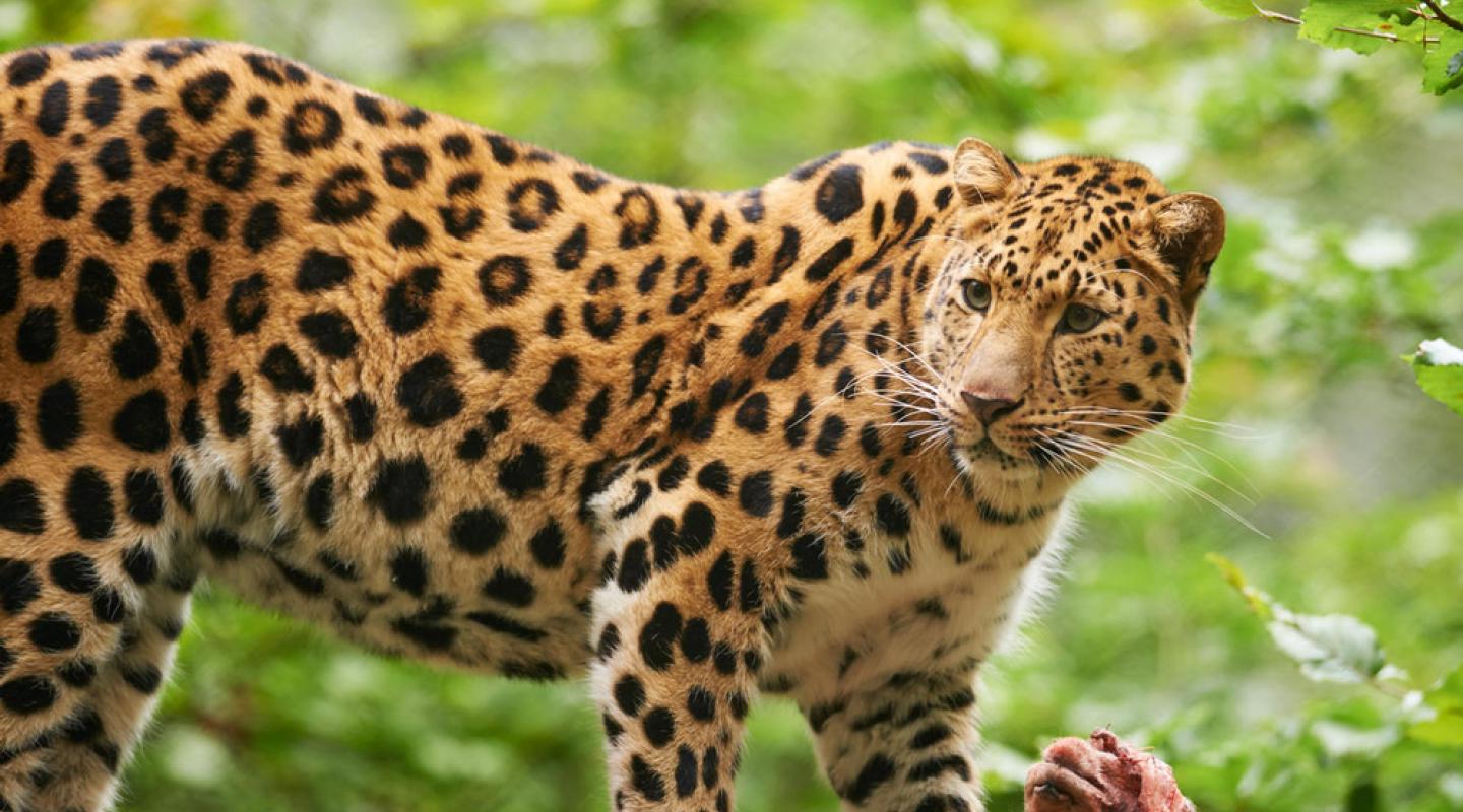 Top 10 facts about Amur Leopards WWF