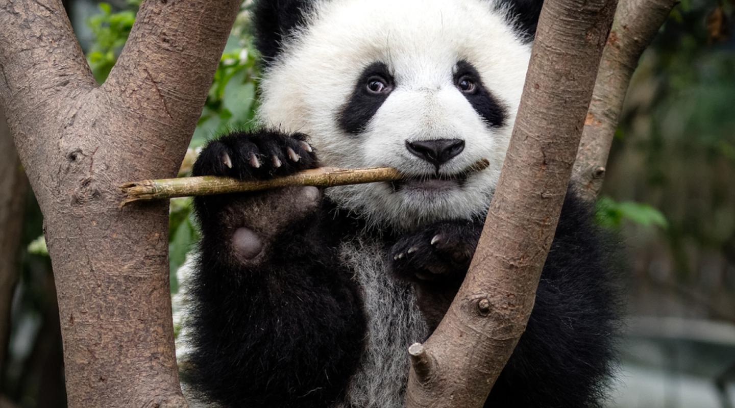 Top 10 Facts About Pandas | WWF