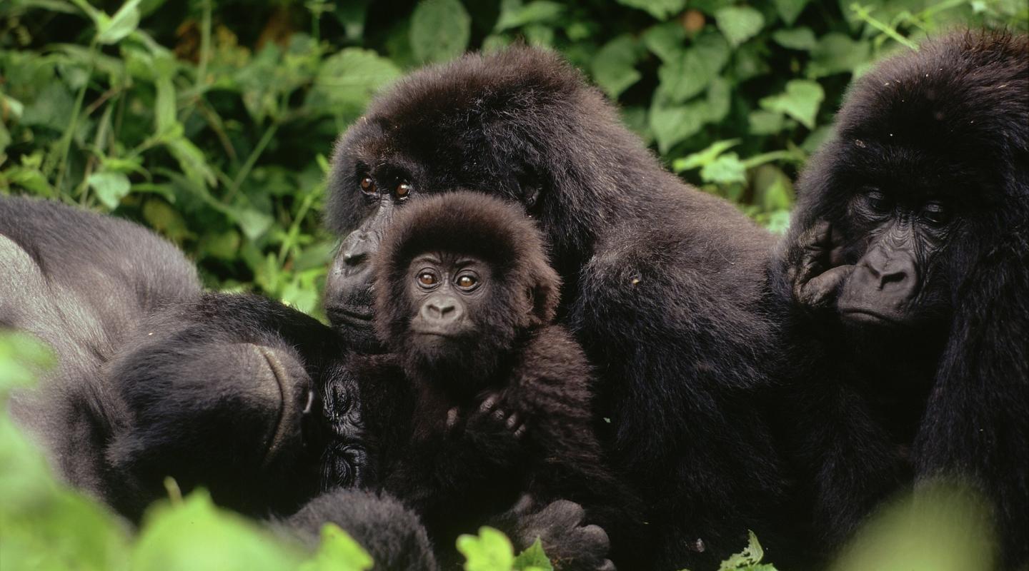 Top 10 facts about mountain gorillas | WWF