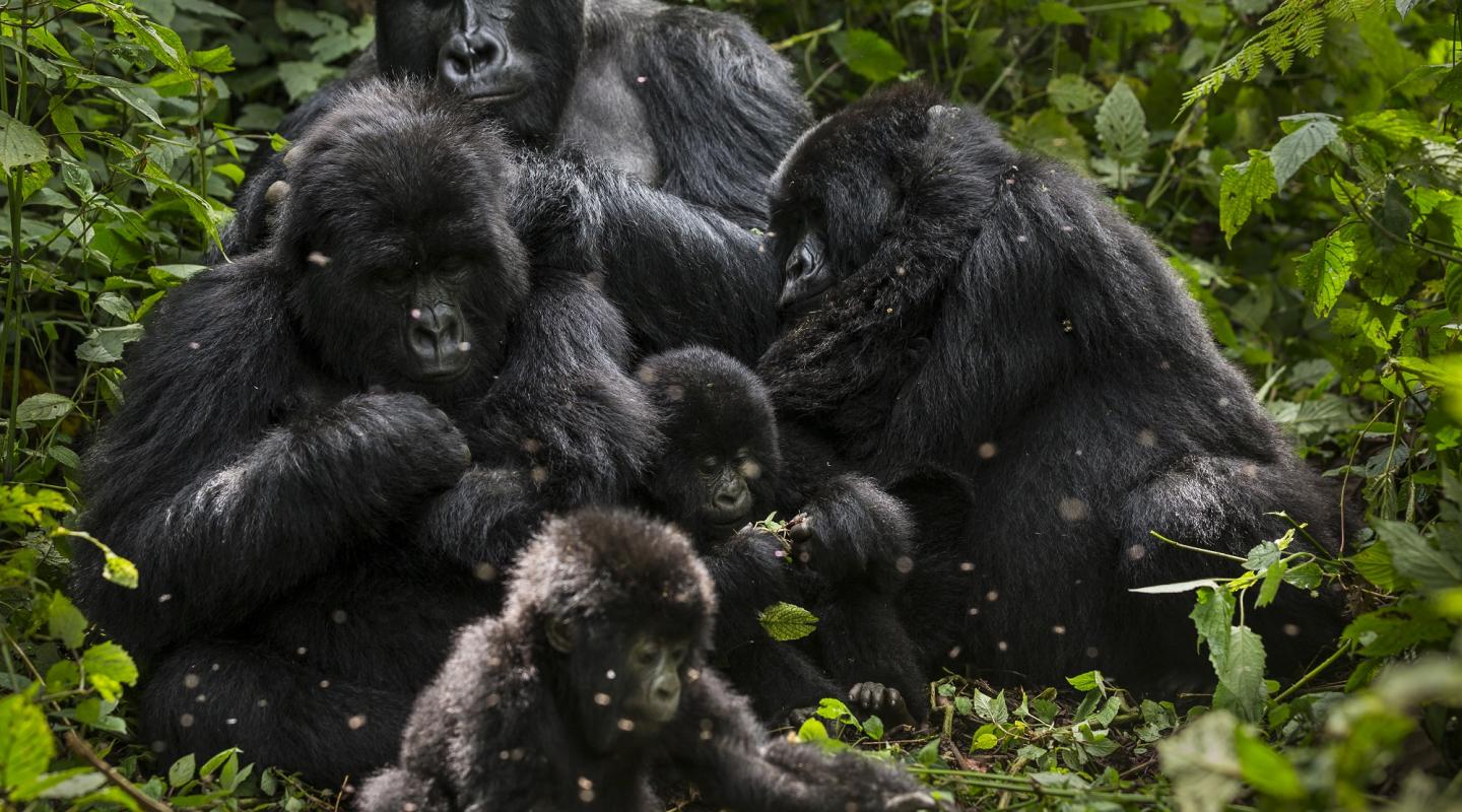 mountain gorilla images