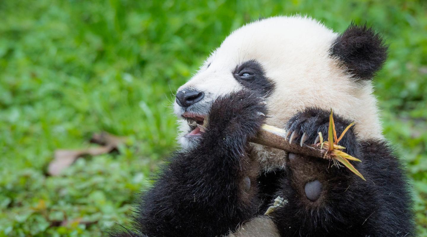 Top 10 Facts About Pandas | WWF