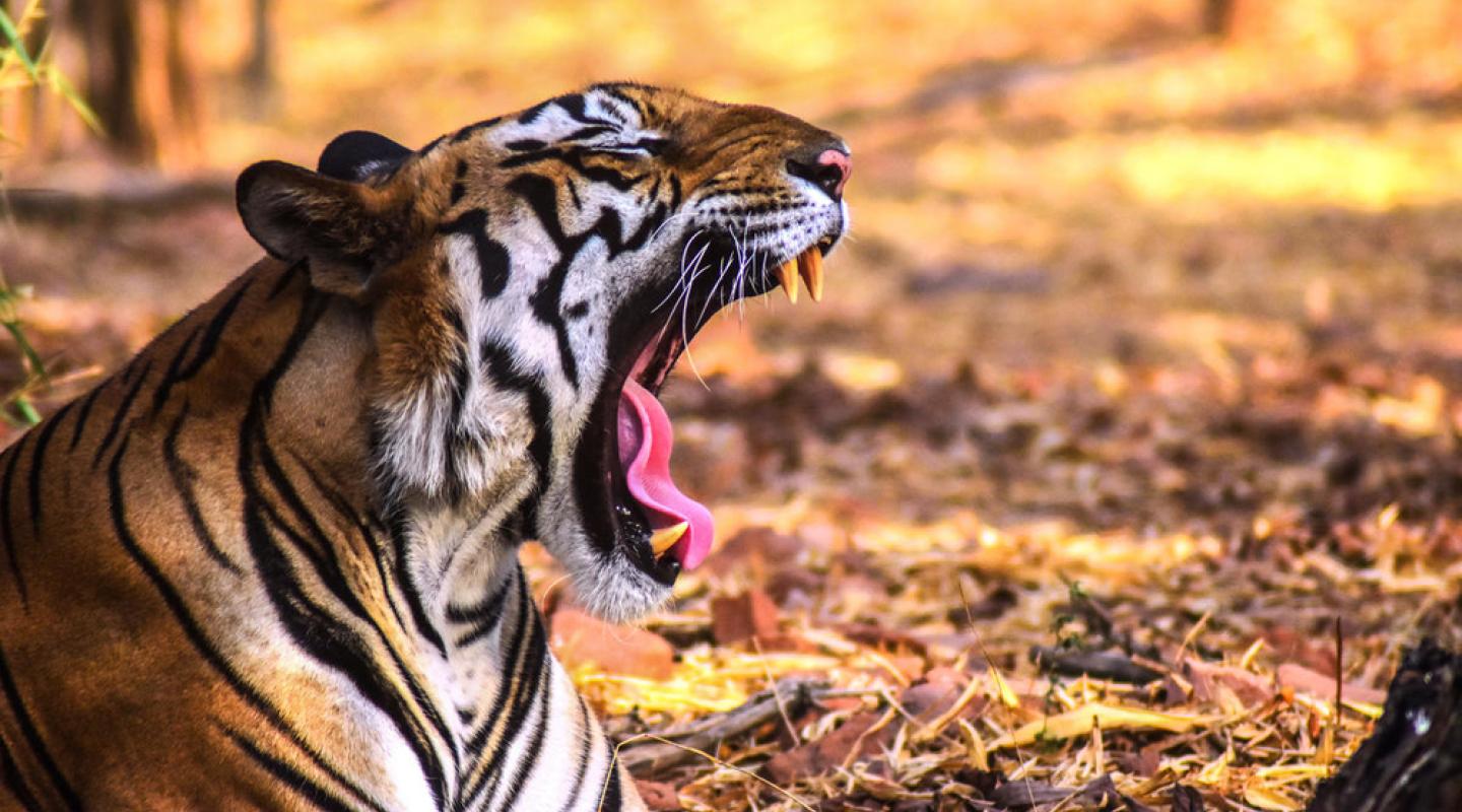 Top 10 Facts About Tigers | WWF