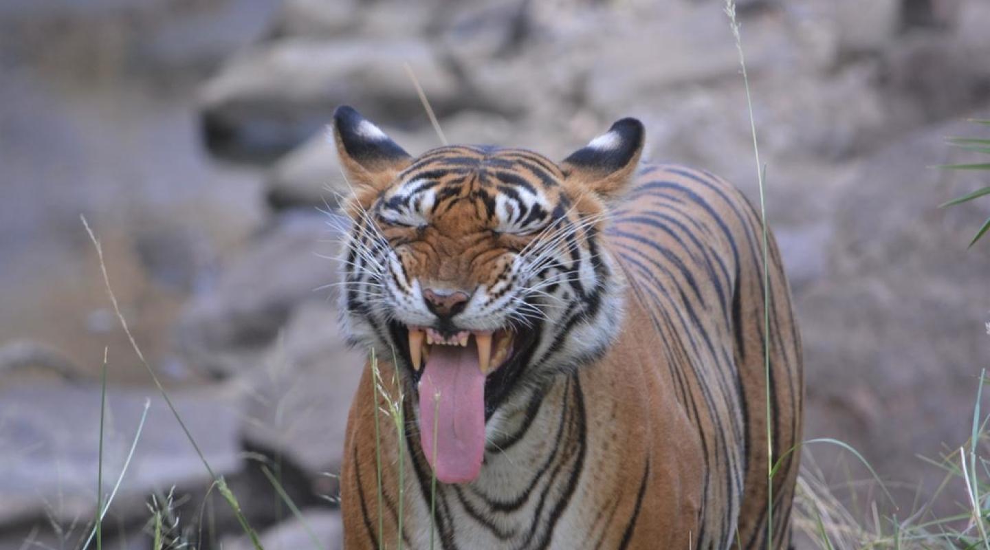 Top 10 Facts About Tigers | WWF