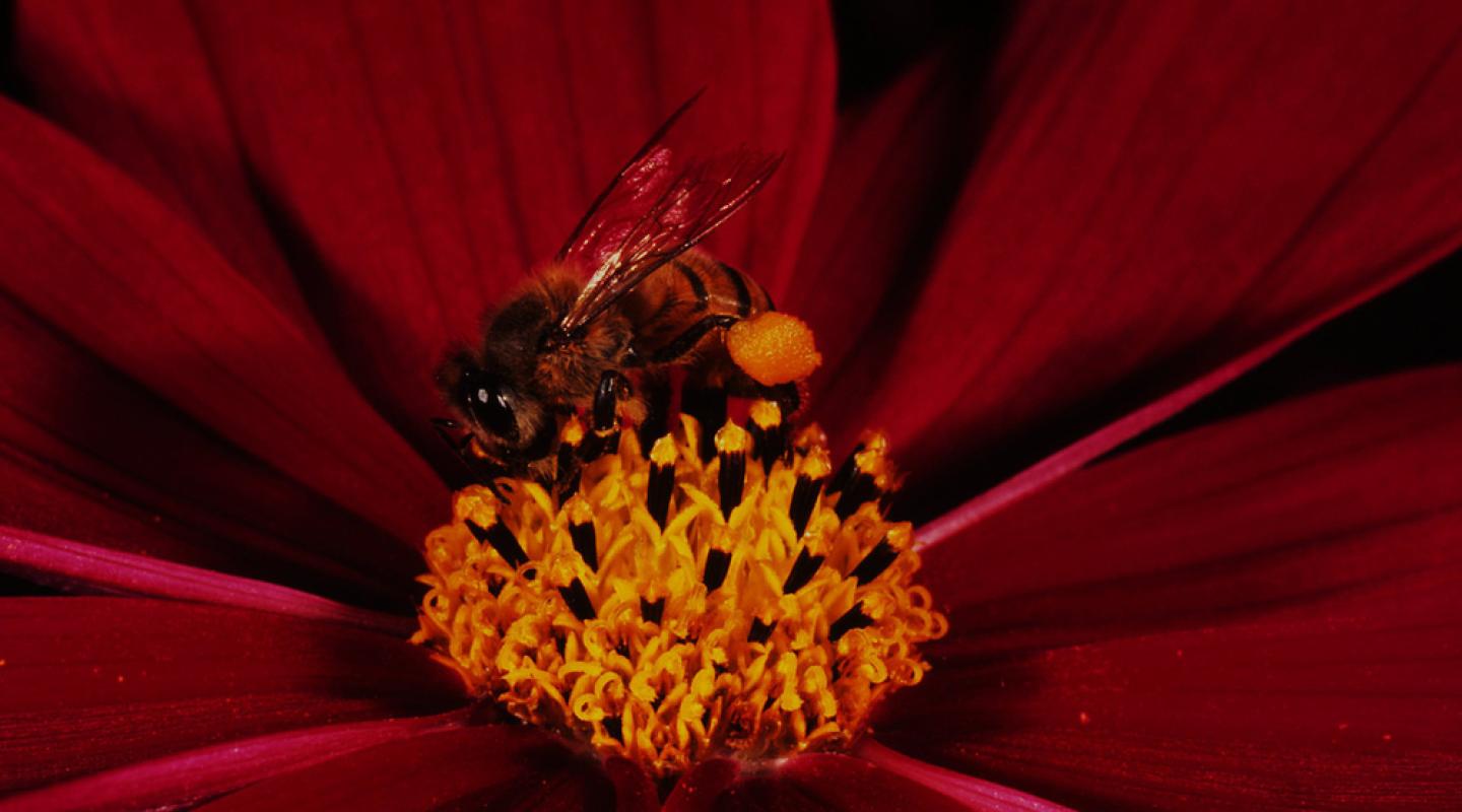 learn-these-top-10-facts-about-bees-wwf