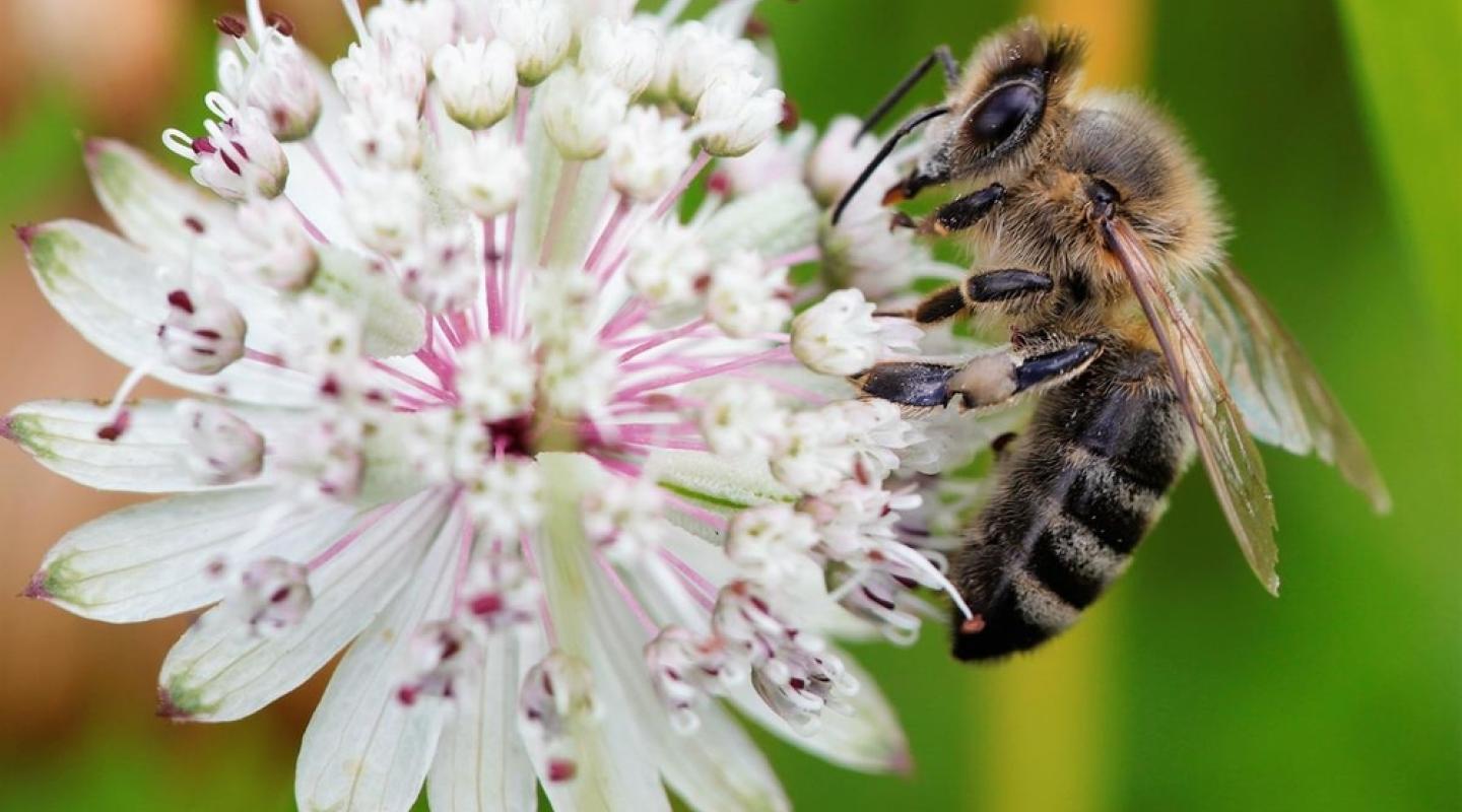 What Are 10 Facts About Bees