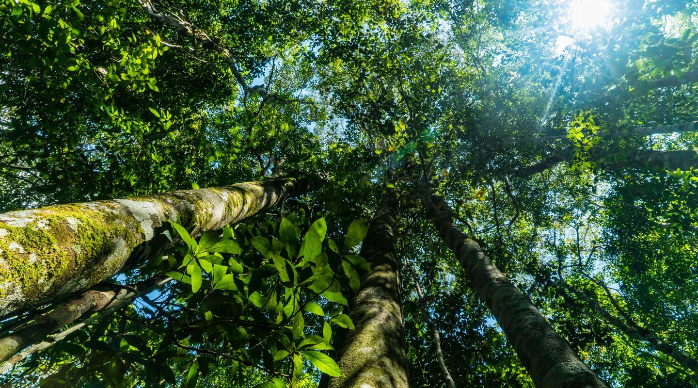 Here Are Our Top Facts About The Amazon | WWF