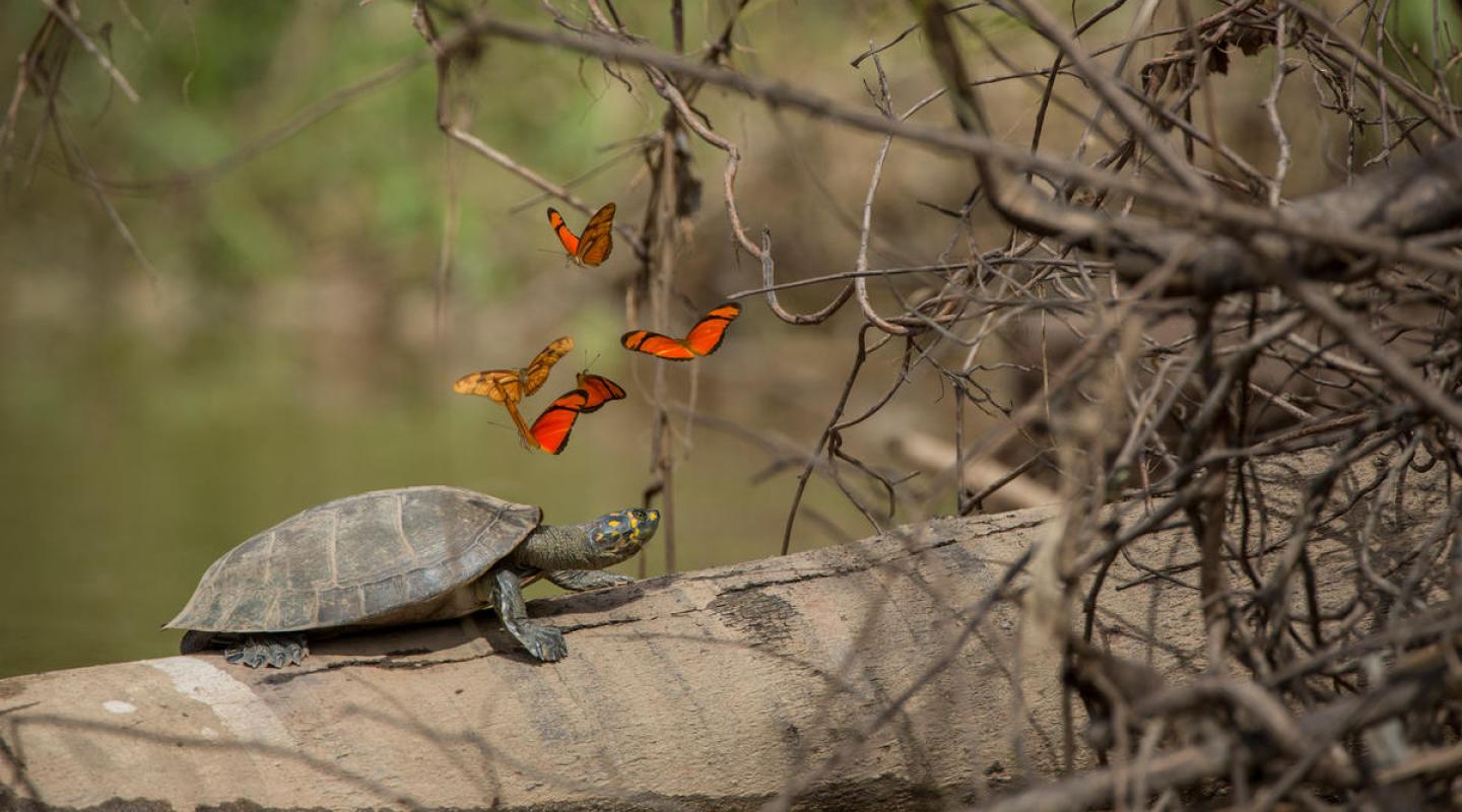 Butterflies and yellow-spotted river turtle