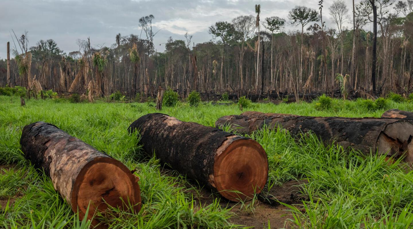 Deforestation of the Amazon rainforest, in Maués, on december 11, 2020