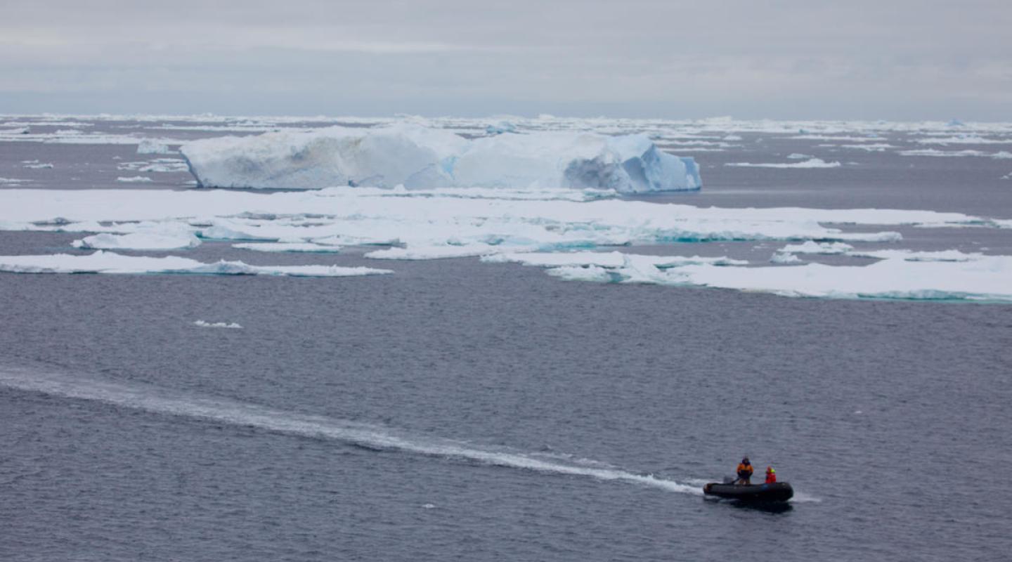 Top 10 Facts About Antarctic Krill | WWF