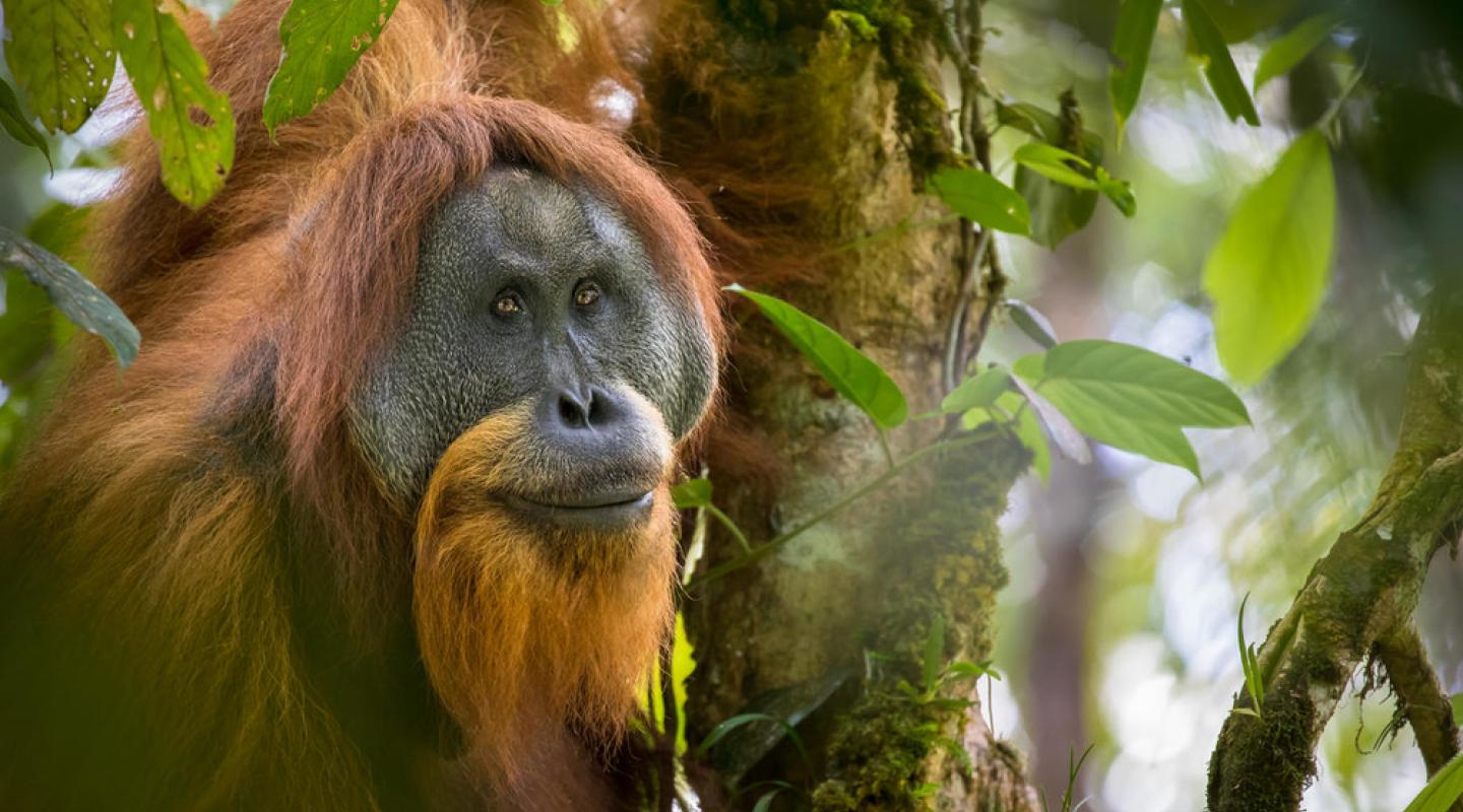 10 Of The World's Most Endangered Animals | WWF