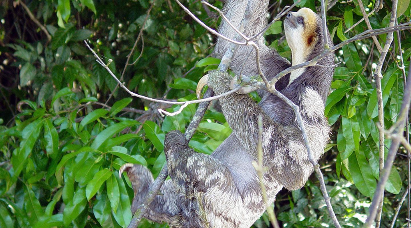 top-10-facts-about-sloths-wwf