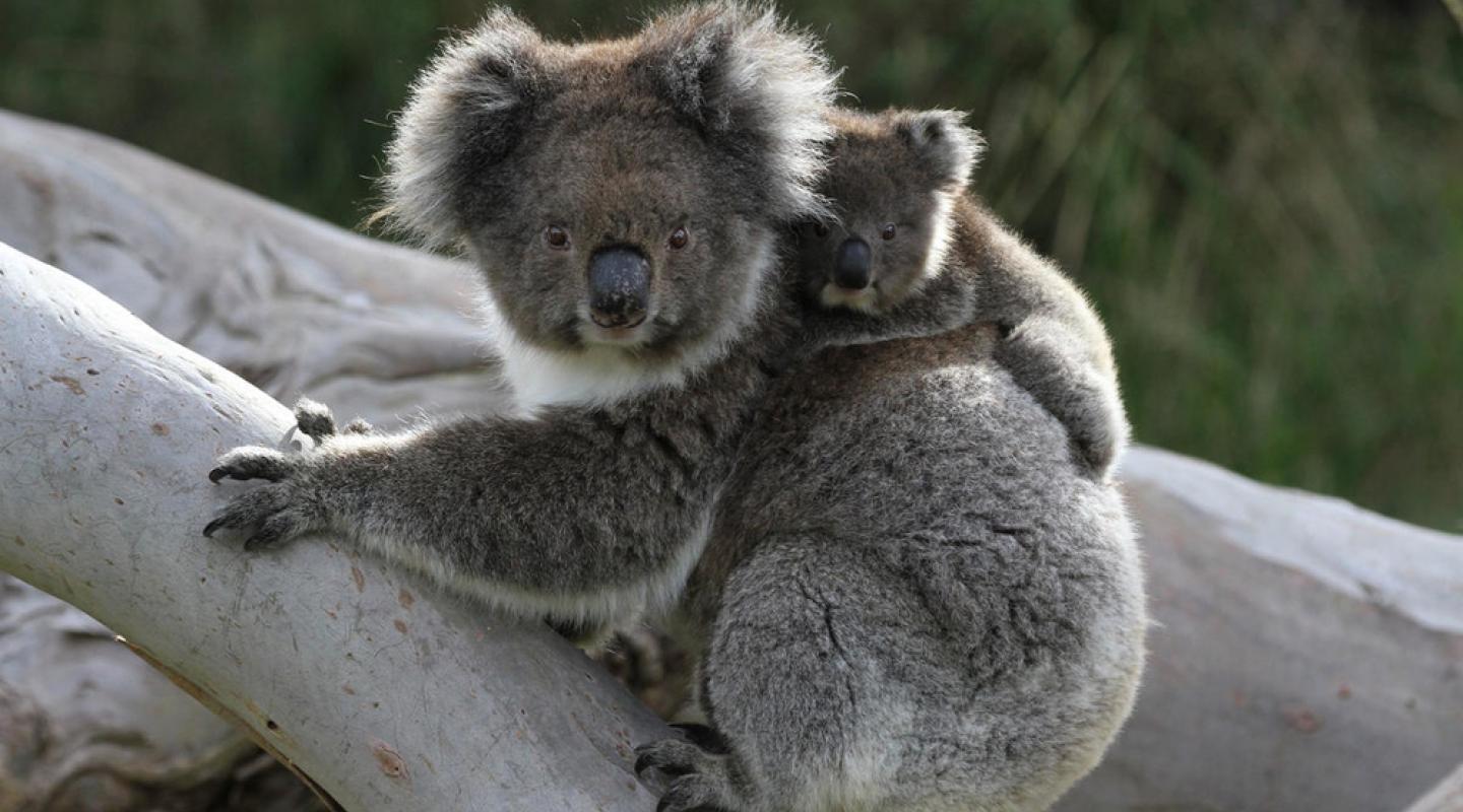 Дикие животные коала