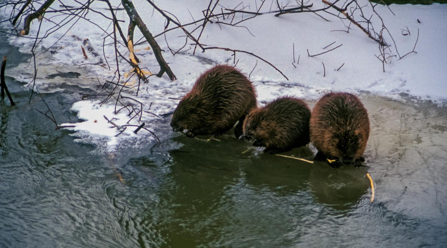 Top 10 Facts About Beavers | WWF