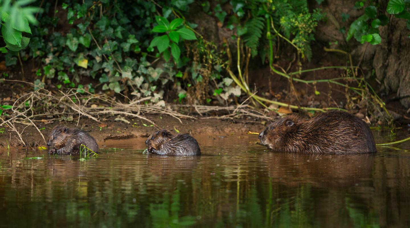 Top 10 facts about Beavers | WWF