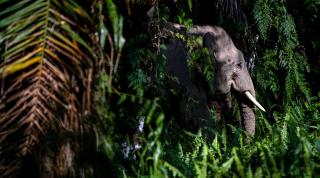 Borneo elephant in the jungle