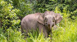 Borneo Pygmy Elephant