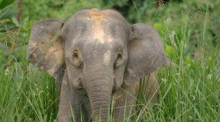 Bornean elephant (Elephas maximus borneensis) 