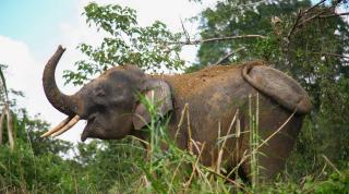 Bornean Elephant (Elephas maximus borneensis) is the largest mammal in Borneo. This species is a subspecies of Asian elephant that inhabits North-eastern Borneo.