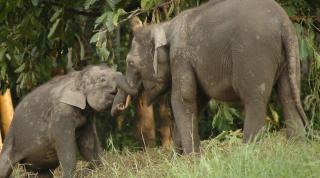 Bornean Elephant population at Sabah, Malaysian Borneo