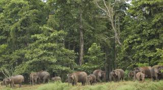 Bornean Elephant population at Sabah, Malaysian Borneo