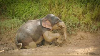 Bornean Elephant population at Sabah, Malaysian Borneo