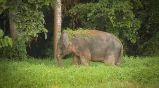 Bornean Elephant population at Sabah, Malaysian Borneo