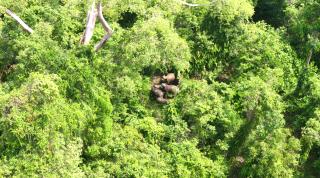 Bornean Elephant population at Sabah, Malaysian Borneo