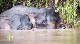 Bornean Elephant population at Sabah, Malaysian Borneo