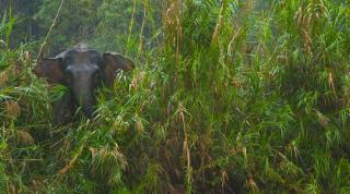 Bornean forest elephant (Elephas maximus borneensis) in lowland rainforest, Rio Sungai Kinabatangan, Sabah, Borneo, Malaysia.