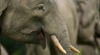 Close up of Bornean elephant (Elephaa maximus borneensis)