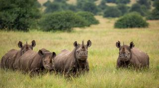 Rhinos in Nairobi National Park