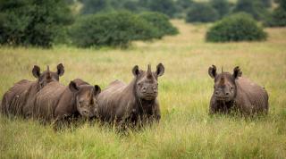 Rhinos in Nairobi National Park