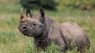 Rhino in Nairobi National Park