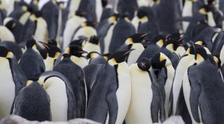 Emperor penguins in Antarctica