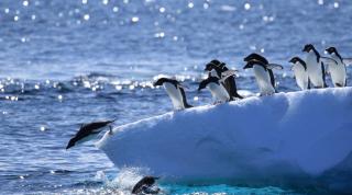 Penguins diving into the sea