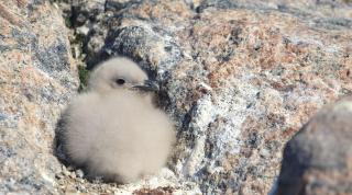 Antarctic skua chick