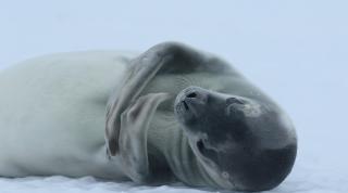 Crabeater seal