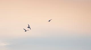 Snow petrels in the sky