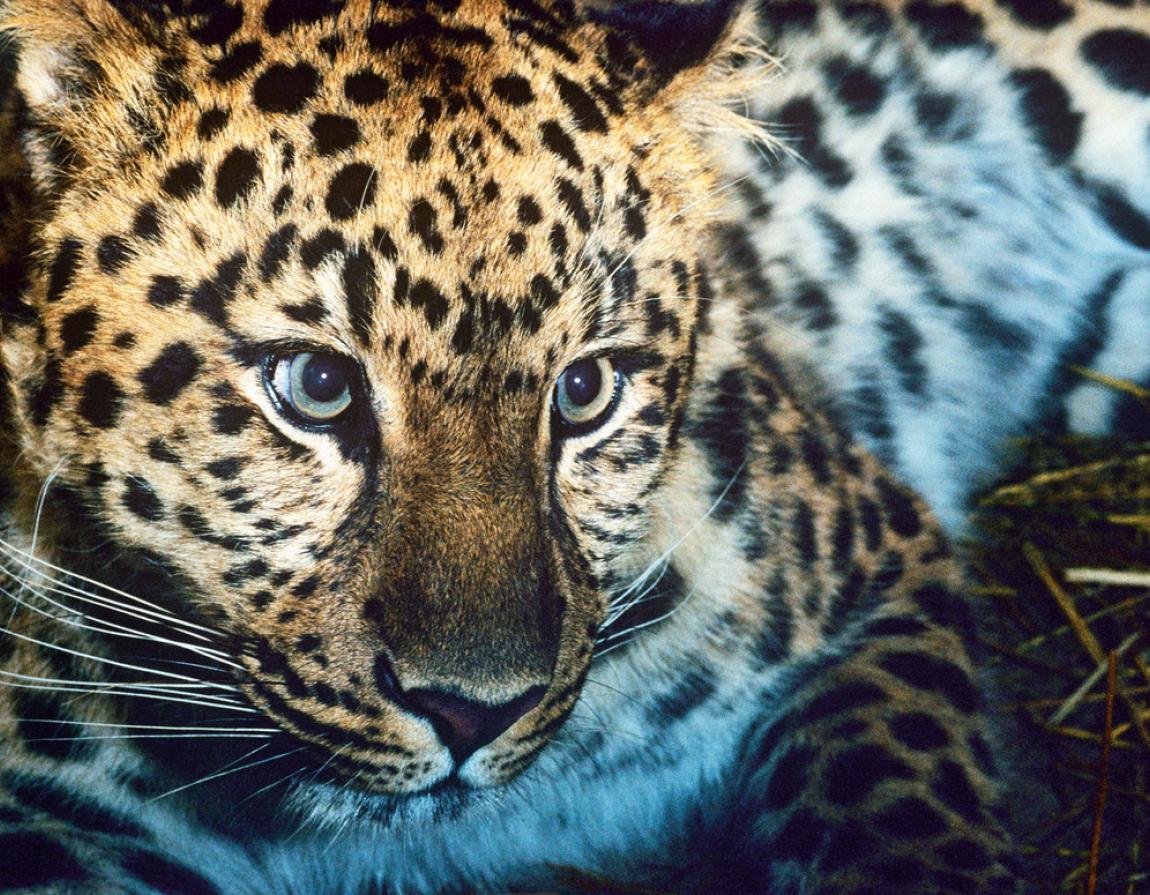 amur-leopard-numbers-are-increasing-wwf