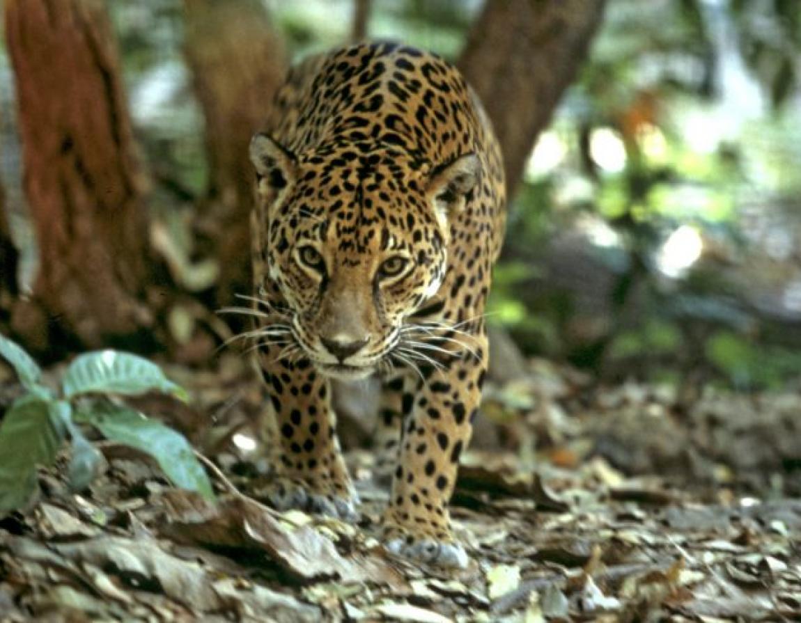 Jaguar: The Amazon's Amazing Swimming Cat 